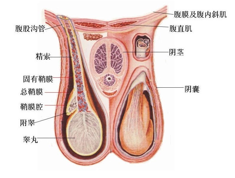 四,睾丸创伤位于腹股沟处的睾丸,因其位置表浅,且腹股沟后壁比阴囊